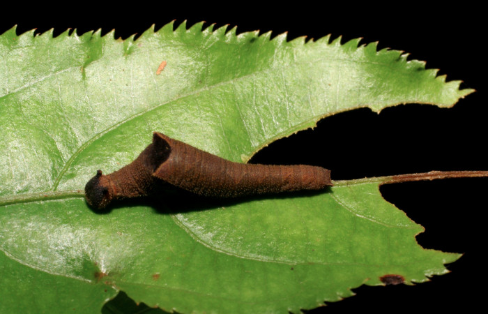 Figura 6. Larva de <i>Siderone galanthis</i></i>, tercer
estadío, vista dorsal. 05-SRNP-24713-DHJ409269)