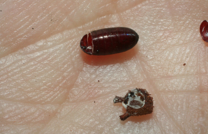 Figura 18. Pupario Anoxynops auratusDHJ04 de la
familia Tachinidae, parásito que atacan larva de
<i>Siderone galanthis</i></i>. (06-SRNP-48119-DHJ461776).