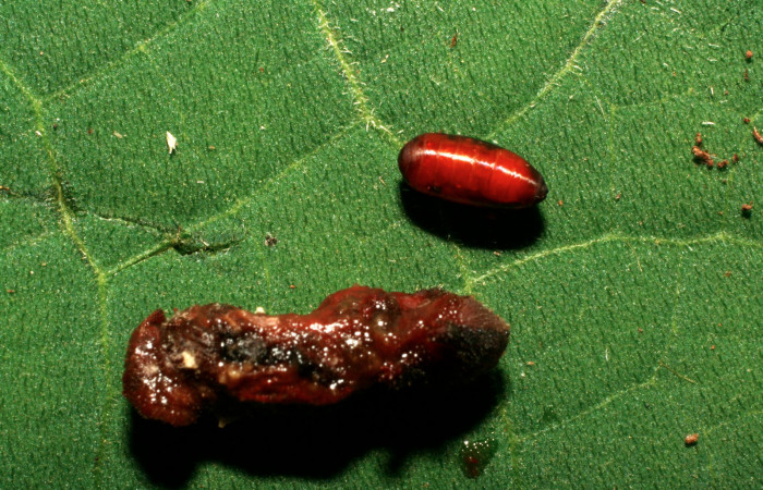 Figura 17. Pupario de Anoxynops auratusDHJ04
de la familia Tachinidae, parásito que atacan larva
de <i>Siderone galanthis</i></i>. (10-SRNP-32284-
DHJ477314).