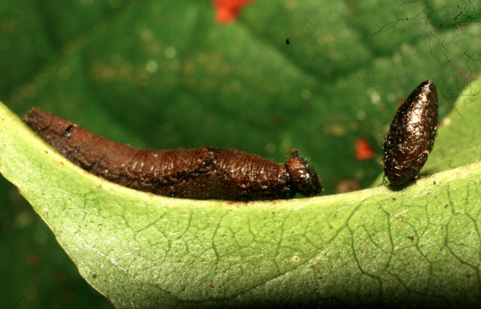 Figura 16. Capullo de Meteorus Janzen23, de la
familia Braconidae, parásito que atacan larva de
<i>Siderone galanthis</i></i>. (10-SRNP-32285-DHJ477317).