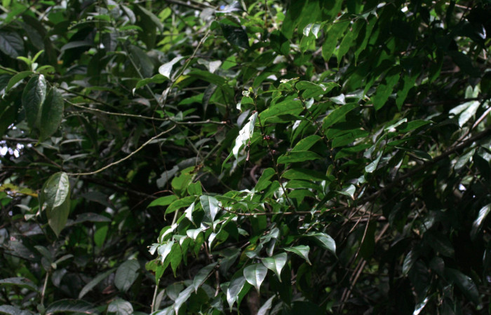 Planta Hospedera de larva.Fig 5, <i>Siderone galanthis</i></i>,
 <i>Casearia sylvestris</i></i>,(12-SRNP-30133-DHJ485059.