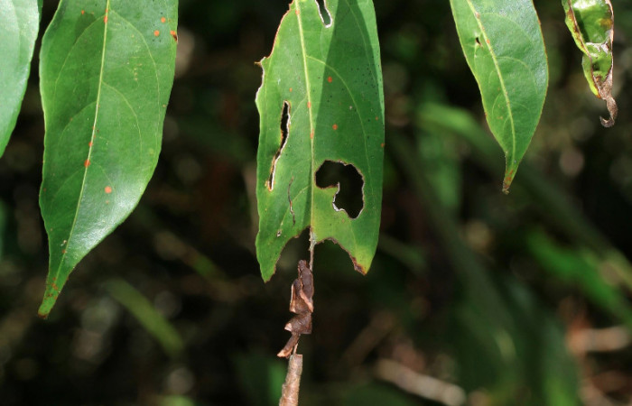 Figura 9. Larva <i>Siderone galanthis</i></i>, colgada en su planta
hospedera, vista lateral. (12-SRNP-30133-DHJ485062)