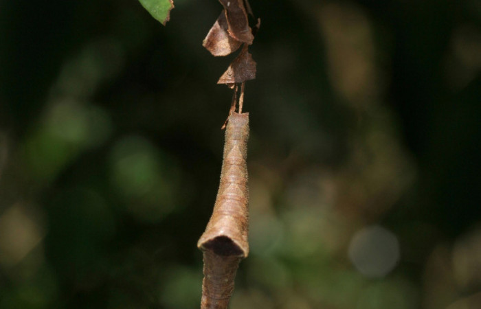 Figura 10. Larva <i>Siderone galanthis</i><i>, colgada en su
planta hospedera, vista dorsal. (12-SRNP-30133-
DHJ485063)