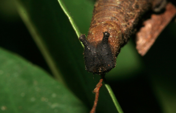 Figura 7. Larva </i>Siderone galanthis</i>, vista frontal
cabeza. (12-SRNP-30133-DHJ485067.