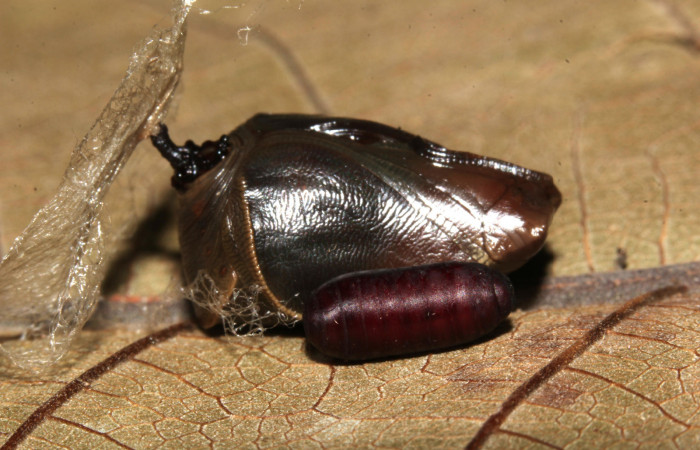 Figura 12. Detalle de exuvia Houghia fimbriata
de la familia Tachinidae, vista lateral, parásito
que salió de la pupa <i>Siderone galanthis</i></i>.(17-
SRNP-30441-DHJ736465).