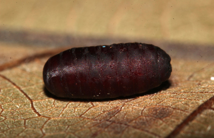 Figura 13. Pupario del parásito, vista lateral, de
larva <i>Siderone galanthis</i></i>. (17-SRNP-30441-
DHJ736468).