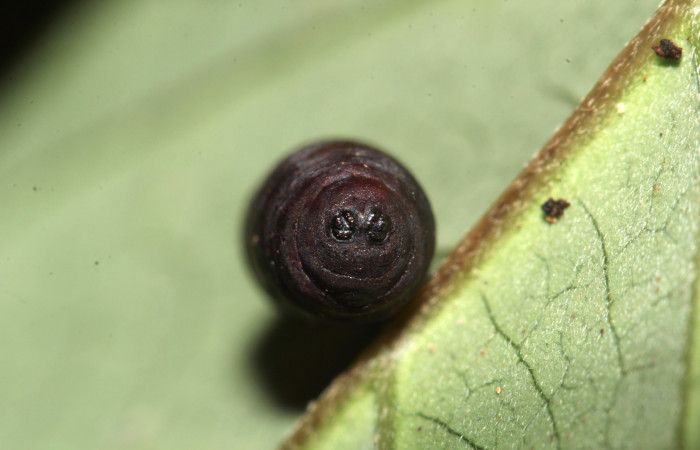 gura 14. Pupa de  <i>Siderone
galanthis</i></i>, atacada por parásito. (17-
SRNP-30441-DHJ736471).
