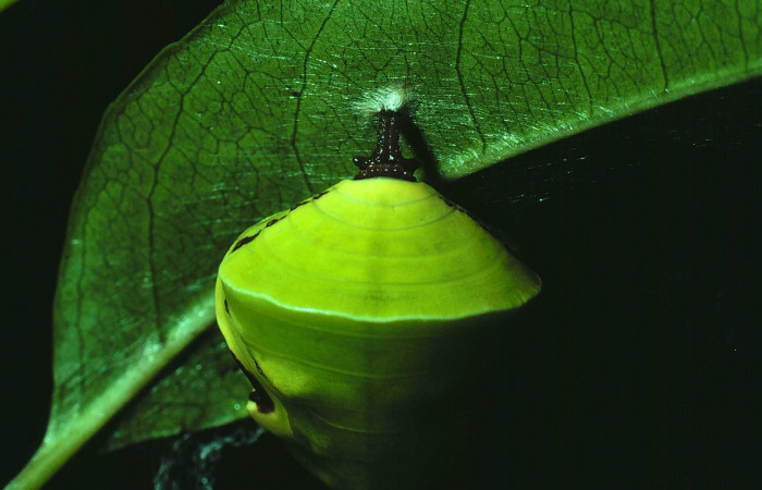 Figura 11. Pupa de <i>Siderone galanthis</i></i>, pegada
con seda a planta, vista lateral. (81-SRNP-150-
DHJ2083)