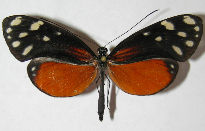 Fig. 1. Adulto de <i>Hyposcada virginiana</i></i>. 55mm de longitud vista dorsal. Voucher : 09-SRNP-21434-DHJ513576.jpg.