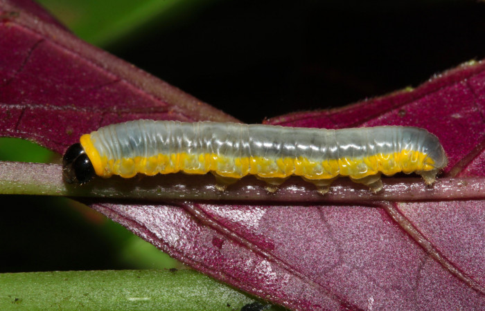 Fig. 10. Larva de <i>Hyposcada evanides</i></i>. 10mm de longitud en posición lateral. Voucher : 18-SRNP-31101-DHJ744796.jpg.