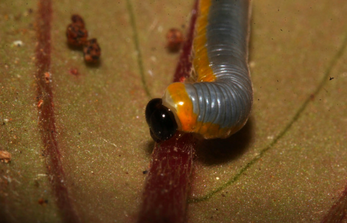 Fig.12. Mostranto larva mudando cabeza de <i>Hyposcada virginiana</i></i>. Voucher : 20-SRNP-30867-DHJ776920.jpg.
