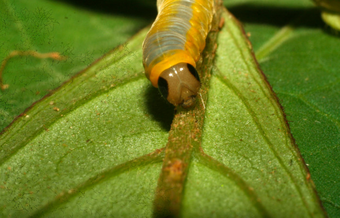 Fig.13. Mostranto cabeza de <i>Hyposcada virginiana</i></i>. Voucher : 10-SRNP-30512-DHJ471511.jpg.