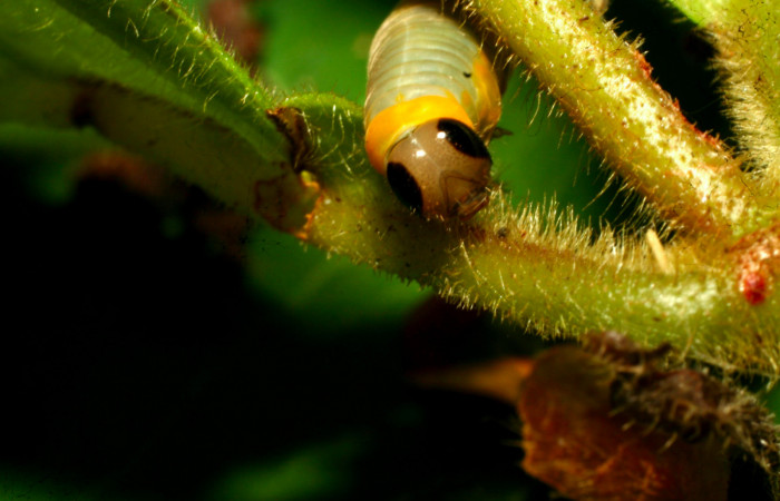 Fig.14. Mostranto cabeza de <i>Hyposcada evanides</i></i>. 10mm de longitud. Voucher : 11-SRNP-30850-DHJ482057.jpg.