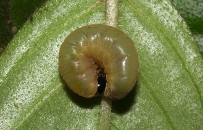 Fig.15. Prepupa de <i>Hyposcada virginiana</i></i>. Voucher : 18-SRNP-31378-DHJ746246.jpg.