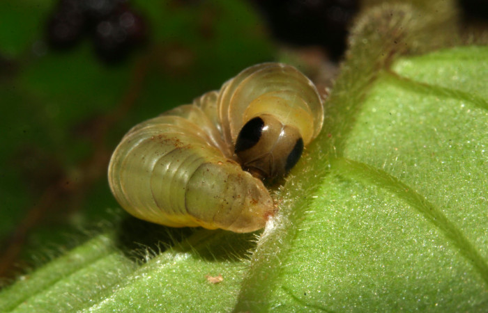 Fig.16. Prepupa de <i>Hyposcada virginiana</i></i>. Voucher : 18-SRNP-31378-DHJ746248.jpg.