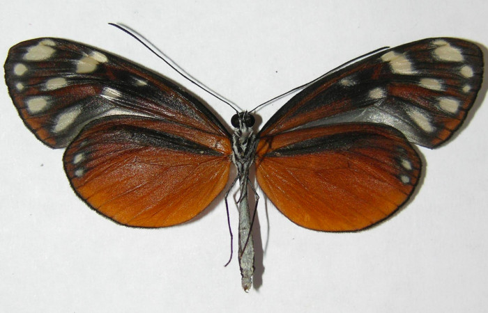 Fig. 2. Adulto de <i>Hyposcada virginiana</i></i>. 55mm de longitud vista ventral. Voucher : 09-SRNP-21434-DHJ513577.jpg.