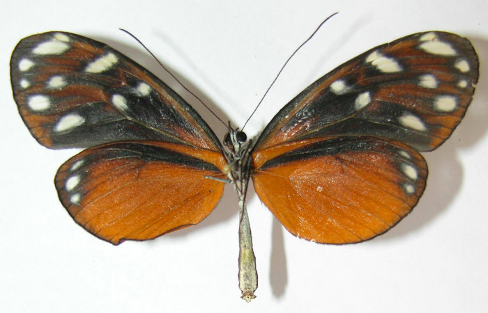 Fig. 4. Adulto de <i>Hyposcada evanides</i></i>. 61mm de longitud vista ventral. Voucher : 10-SRNP-44633-DHJ530431.jpg.
