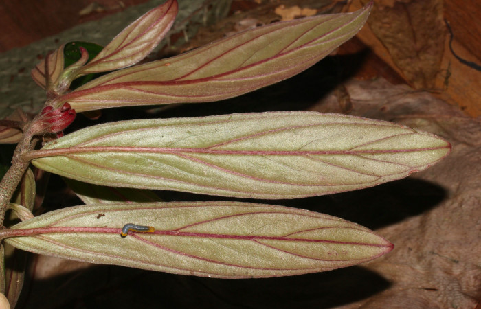 Fig. 5. Mostrando hoja de <i>Columnea querceti</i></i>, con larva de  <i>Hyposcada virginiana</i></i>. Voucher : 5.20-SRNP-30867-DHJ776917.jpg.
