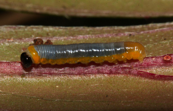 Fig. 6. Larva de <i>Hyposcada virginiana</i></i>. 14mm de longitud en posición lateral. Voucher : 20-SRNP-30867-DHJ776918.jpg. 