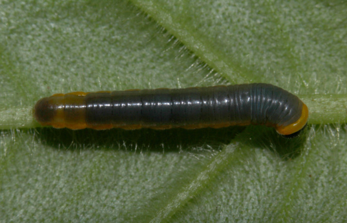 Fig. 7. Larva de <i>Hyposcada virginiana</i></i>. 13mm de longitud en posición dorsal. Voucher : 18-SRNP-31378-DHJ746139.jpg.