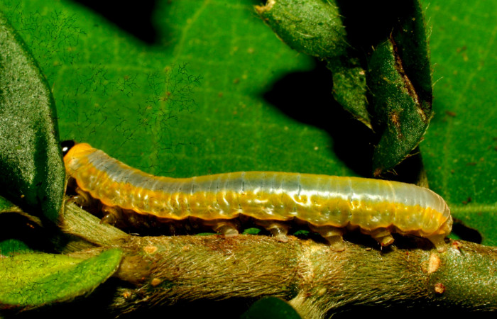 Fig. 9. Larva de <i>Hyposcada virginiana</i></i>. 17mm de longitud en posición lateral. Voucher : 10-SRNP-30512-DHJ471520.jpg.