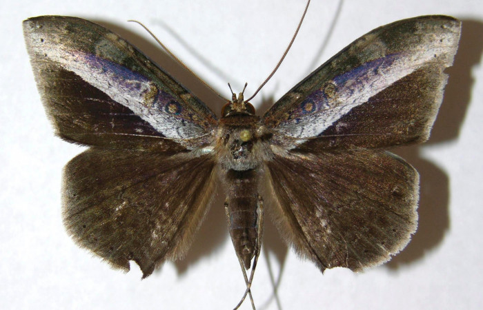 Fig.1. Hembra de <i>Hemeroblemma schausiana</i></i> en posición dorsal. Voucher : 13-SRNP-21150-DHJ595392.