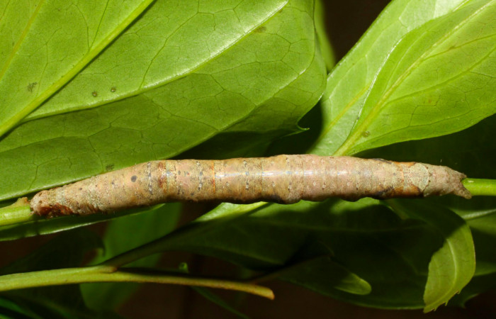 Fig.10. Larva de <i>Hemeroblemma schausian</i></i>a Voucher : 11-SRNP-30050-DHJ481264.jpg.