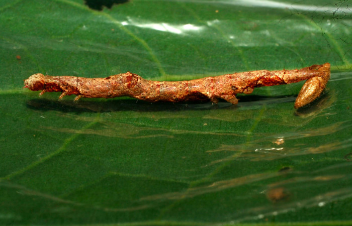 Fig.11. Larva de <i>Hemeroblemma schausiana</i></i> Voucher : 10-SRNP-32193-DHJ477188.jpg.