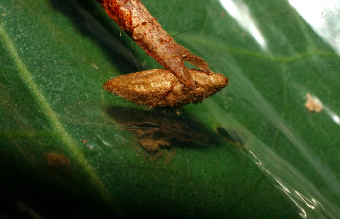 Fig.12. Mostrando parásito de <i>Hemeroblemma schausiana</i></i> Voucher : 10-SRNP-32193-DHJ477197.jpg.