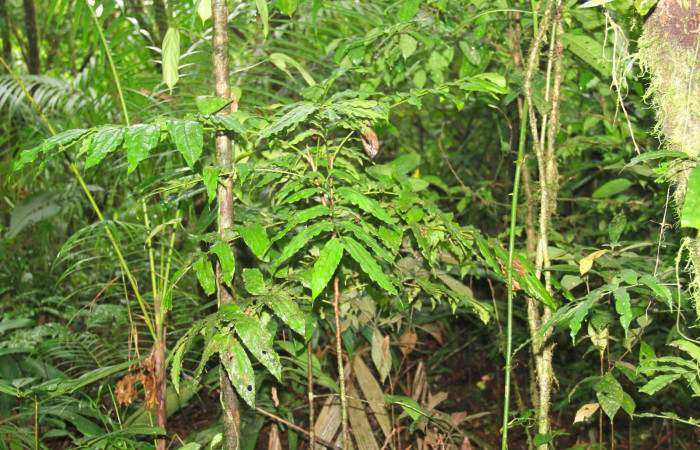 Fig.13. Planta hospedera de larva <i>Hemeroblemma schausiana</i></i>. <i>Roupala glaberrima</i></i> (Proteaceae).