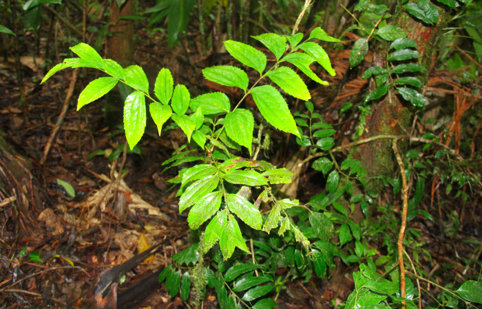 Fig.14. Planta hospedera de larva <i>Hemeroblemma schausiana</i></i>. <i>Roupala glaberrima</i></i> (Proteaceae).