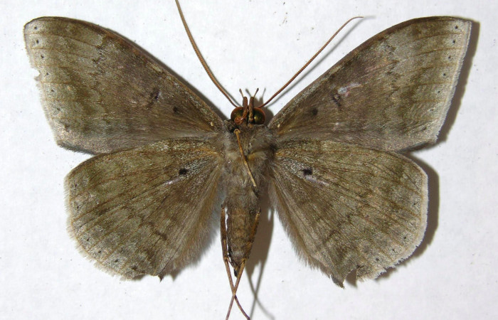 Fig.2. Hembra de <i>Hemeroblemma schausiana</i></i> en posición ventral. Voucher : 13-SRNP-21150-DHJ595393.