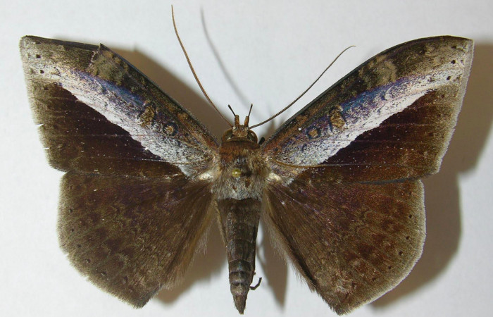 Fig.3. Macho de <i>Hemeroblemma schausiana</i></i> en posición dorsal. Voucher : 10-SRNP-32036-DHJ540544.