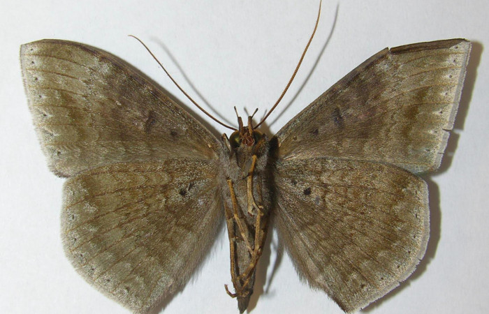 Fig.4. Macho de <i>Hemeroblemma schausiana</i></i> en posición ventral. Voucher : 10-SRNP-32036-DHJ540545.