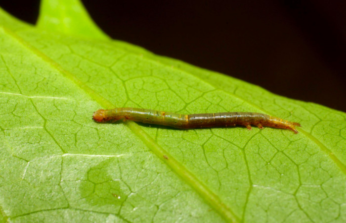 Fig.5. Larva de <i>Hemeroblemma schausiana</i></i> Voucher : 11-SRNP-30049-DHJ481247.jpg.