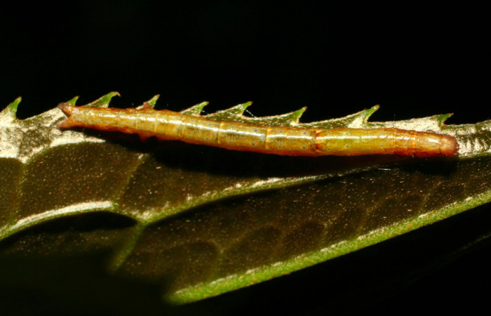 Fig.6. Larva de <i>Hemeroblemma schausiana</i></i> Voucher : 10-SRNP-32253-DHJ477275.jpg.