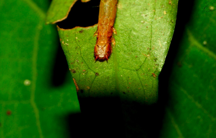 Fig.7. Larva de <i>Hemeroblemma schausiana</i></i> Voucher : 10-SRNP-31826-DHJ472129.jpg.