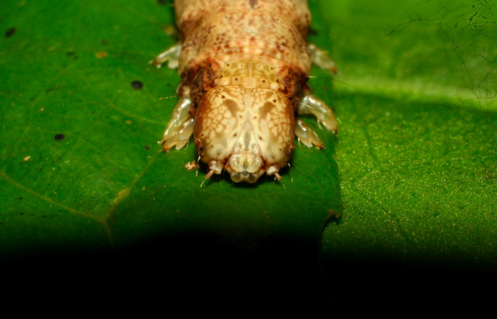 Fig.8. Mostrando cabeza frontal de <i>Hemeroblemma schausiana</i></i> Voucher : 10-SRNP-32229-DHJ477240.jpg.