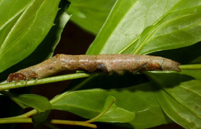 Fig.9. Larva de <i>Hemeroblemma schausiana</i></i> Voucher : 11-SRNP-30050-DHJ481263.jpg.