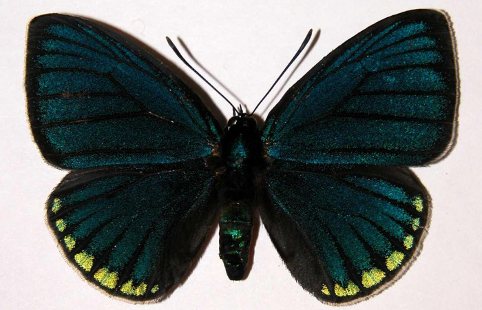 Figura 1. Macho de <i>Eumaeus godartii</i></i>. Vista dorsal. Voucher: 00-SRNP-4416-DHJ34024. 56mm de longitud.