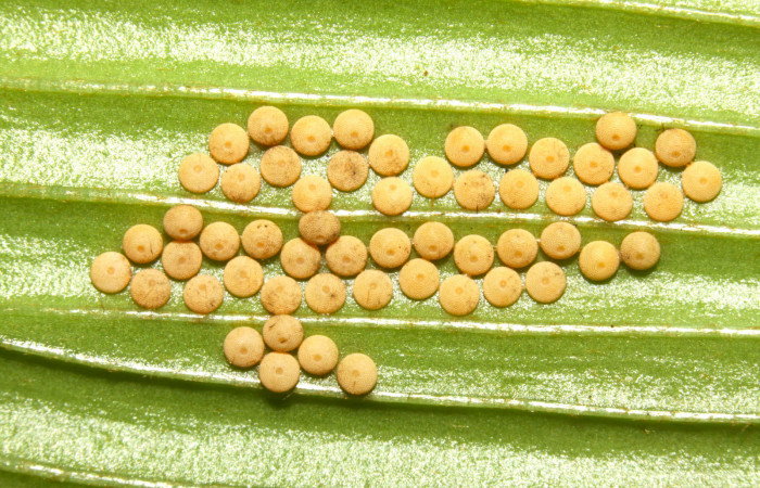 Figura 3. Huevos de Eumaeus godartii. Voucher: 13-SRNP-31405-DHJ701614.jpg. 1mm de longitud.