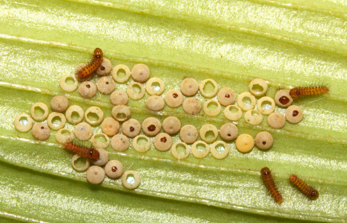 Figura 4. Larvas de <i>Eumaeus godartii</i></i>. Voucher: 13-SRNP-31405-DHJ701619.jpg. 2mm de longitud.