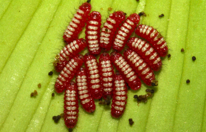 Figura 5. Larvas de <i>Eumaeus godartii</i></i>. Voucher: 13-SRNP-31405-DHJ701620.jpg 5mm de longitud