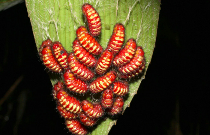 Figura 6. Prepupas de <i>Eumaeus godartii</i></i>. Voucher: 13-SRNP-31404-DHJ701611.jpg.