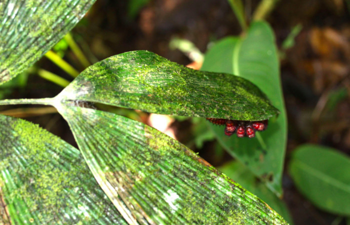 Figura 7. Prepupa de <i>Eumaeus godartii</i></i>. Voucher: 13-SRNP-31404-DHJ701612.jpg.