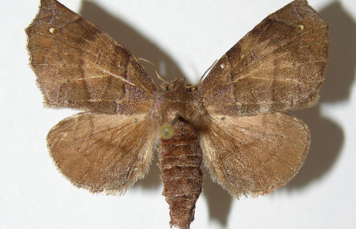 Figura 14. Adulto de <i>Olceclostera irrorata</i></i> (Apatelodidae), macho vista dorsal, localidad Rio Blanco Abajo, Sector San Cristóbal ACG (500m). Voucher: 01-SRNP-1877-DHJ338332.jpg.