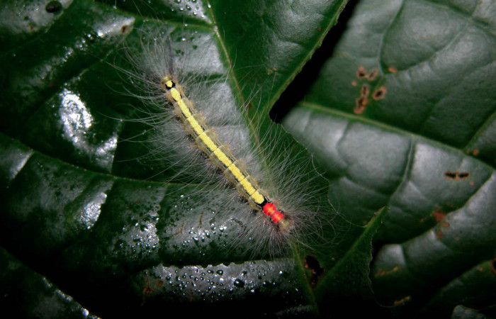 Figura 17. Larva <i>Olceclostera</i></i> Janzen02 (Apatelodidae), último estadío (U) vista dorsal, localidad Sendero Palo Alto, Sector San Cristóbal ACG (570m). Voucher: 03-SRNP-7841-DHJ400862.jpg.