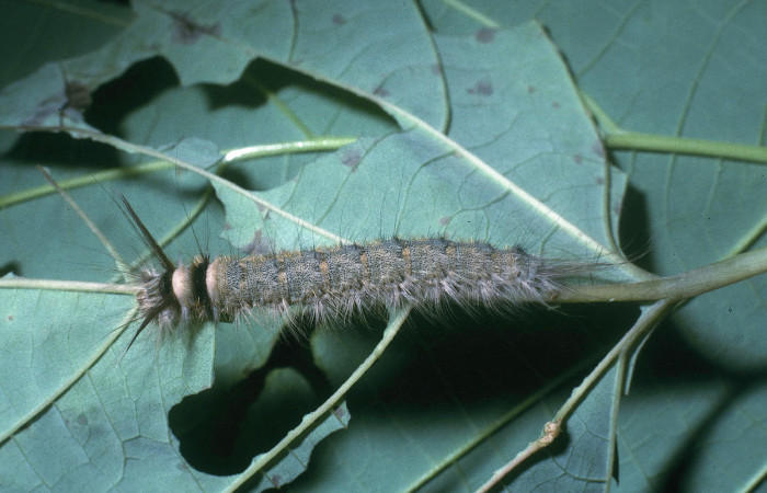 Figura 16. Larva <i>Olceclostera amoria</i></i> (Apatelodidae), último estadío (U) vista dorsal, localidad Potrero Argentina, Sector San Cristóbal ACG (520m). Voucher: 04-SRNP-2866-DHJ84522.jpg.