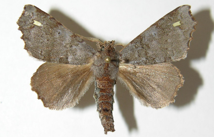 Figura 10. Adulto de <i>Olceclostera indentata</i></i> (Apatelodidae), macho vista dorsal, localidad Sendero Memos, Sector Pitilla ACG (740m). Voucher: 05-SRNP-30025-DHJ338406.jpg.