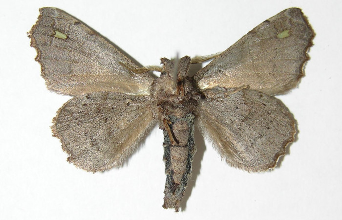 Figura 11. Adulto de <i>Olceclostera indentata</i></i> (Apatelodidae), macho vista ventral, localidad Sendero Sendero Memos, Sector Pitilla ACG (740m). Voucher: 05-SRNP-30025-DHJ338407.jpg.